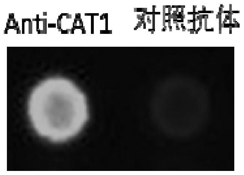 A kind of monoclonal antibody for detecting cabbage catalase and its application