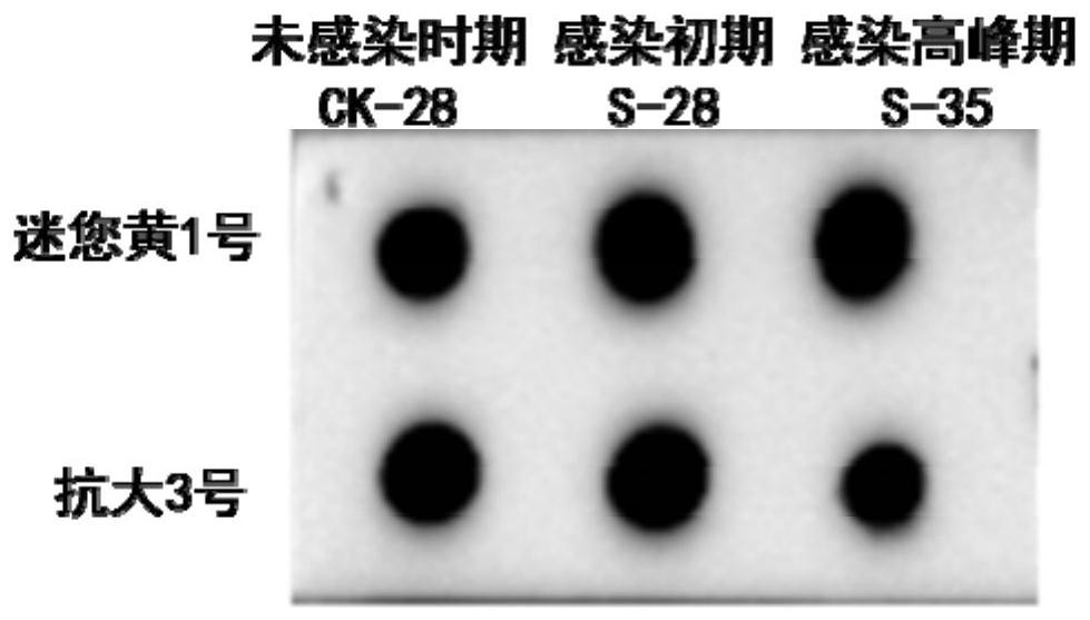 A kind of monoclonal antibody for detecting cabbage catalase and its application