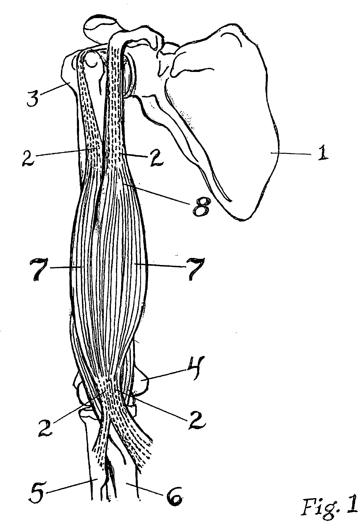 Taping Method for Elicitation of Skeleton Muscle Tone