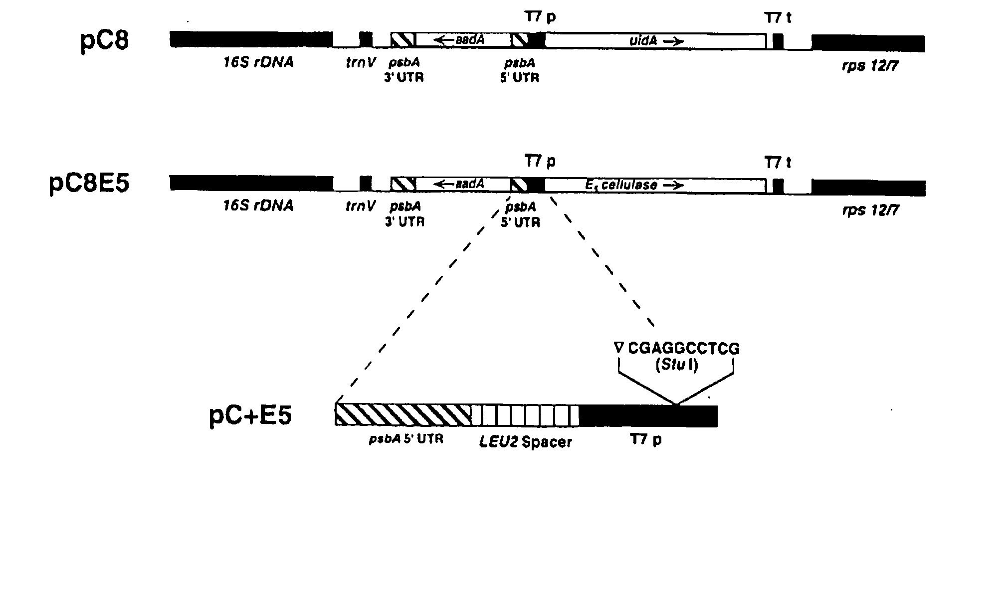 Transgenic plants expressing a cellulase