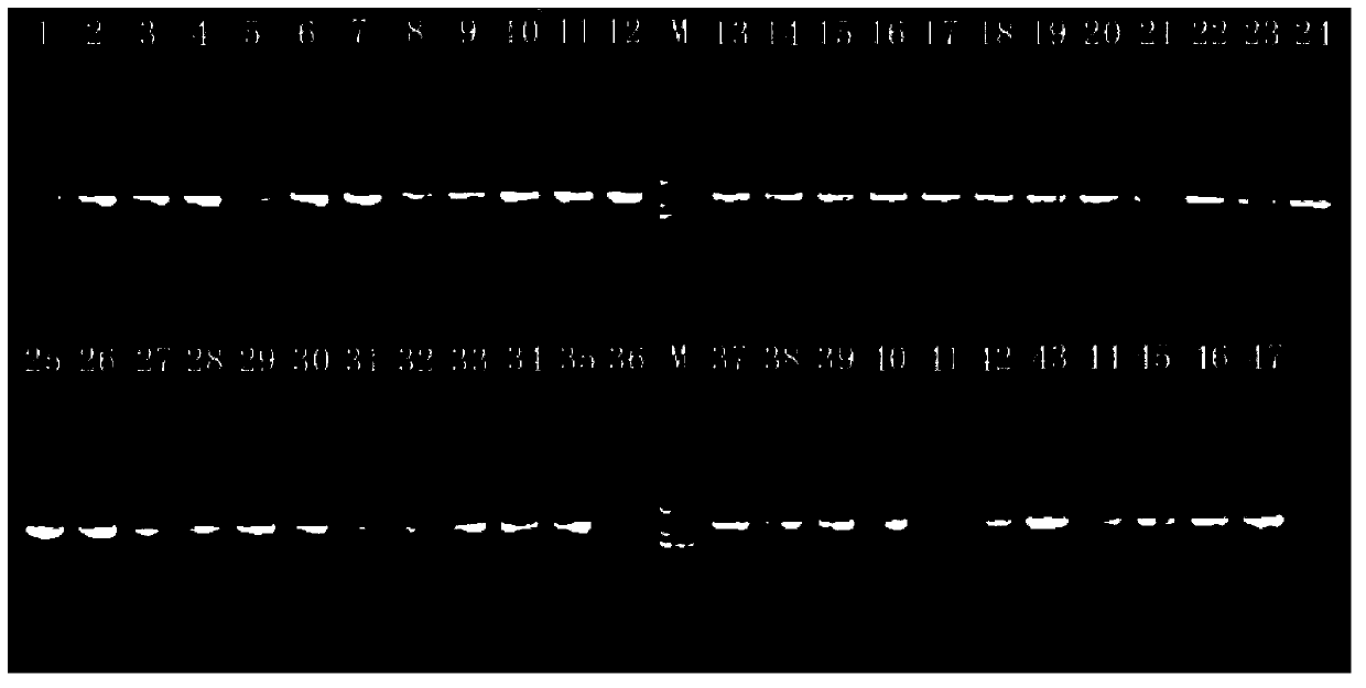 Marine fish mitochondrion 12S rRNA (ribosomal ribonucleic acid) gene amplification primer and design and amplification method thereof