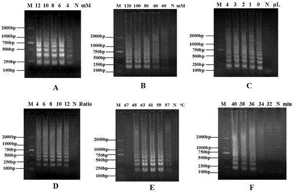 LAMP (loop-mediated isothermal amplification) primer and detection method for detecting porcine circovirus 3