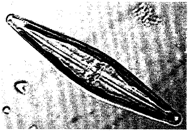 Preparation and feeding method of bait for larvae of Chlamys farreri