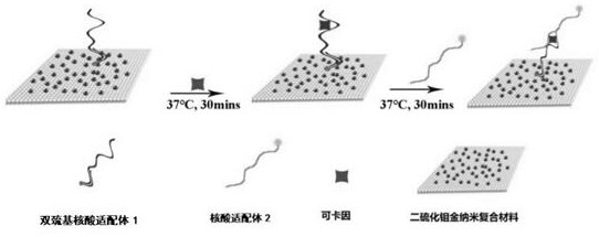 A method for detecting cocaine based on dithiol nucleic acid aptamer