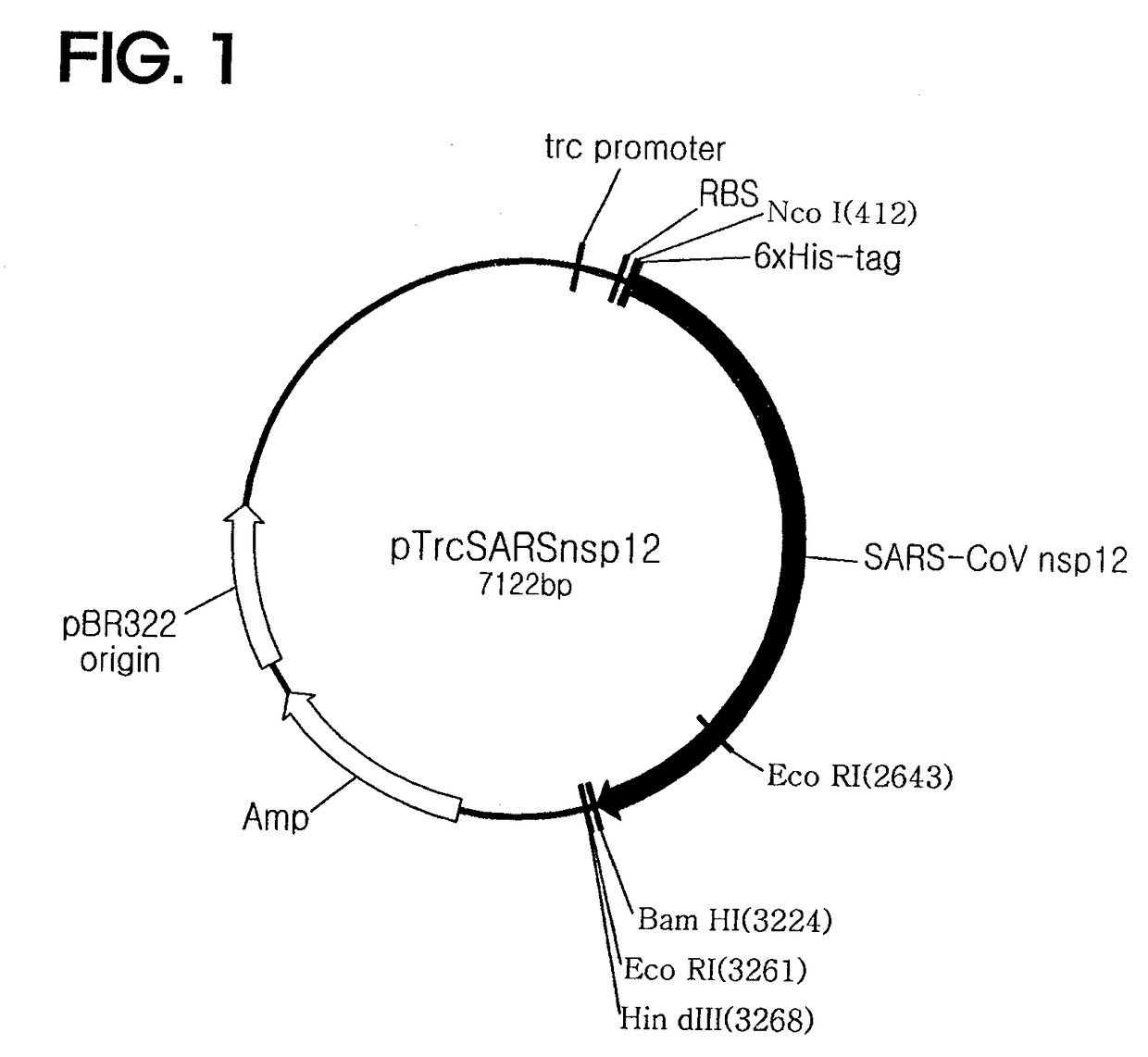 Recombinant SARS-CoV nsp12 and the use of thereof and the method for producing it