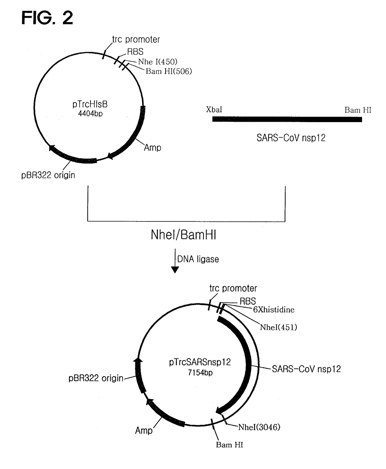 Recombinant SARS-CoV nsp12 and the use of thereof and the method for producing it