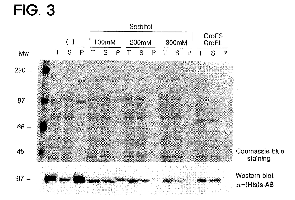 Recombinant SARS-CoV nsp12 and the use of thereof and the method for producing it