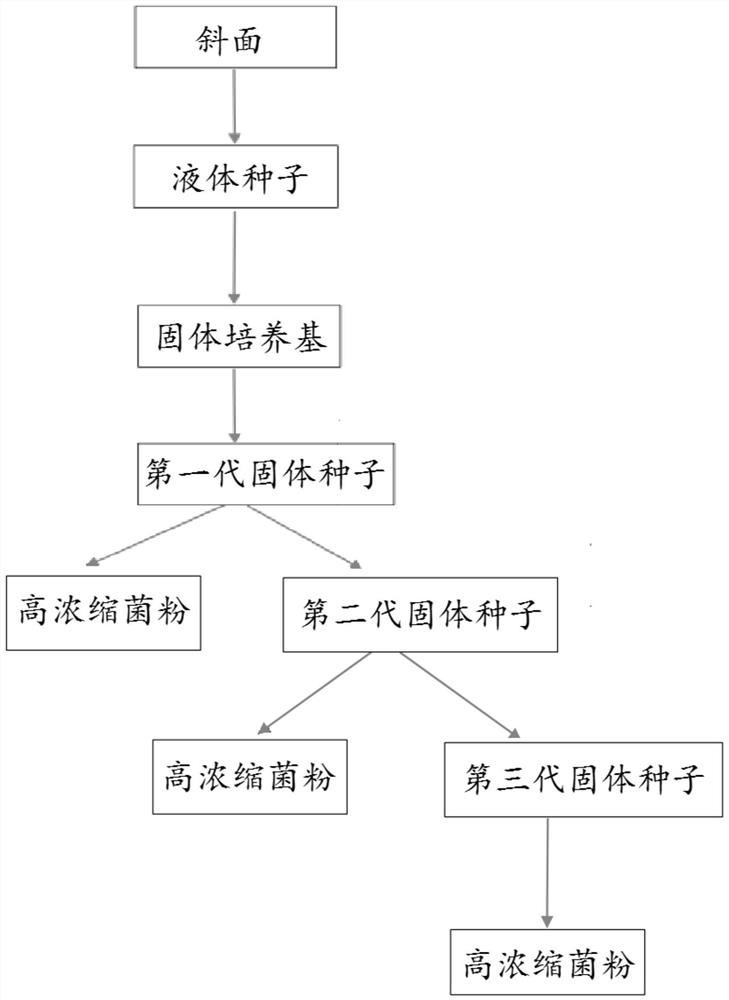 Preparation and application of streptomyces complex microbial inoculant