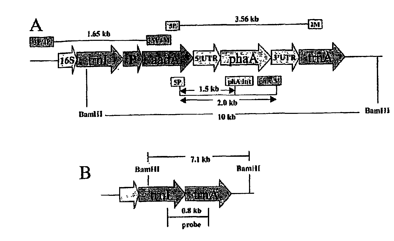 Genetic Engineering of Male Sterility in Plants