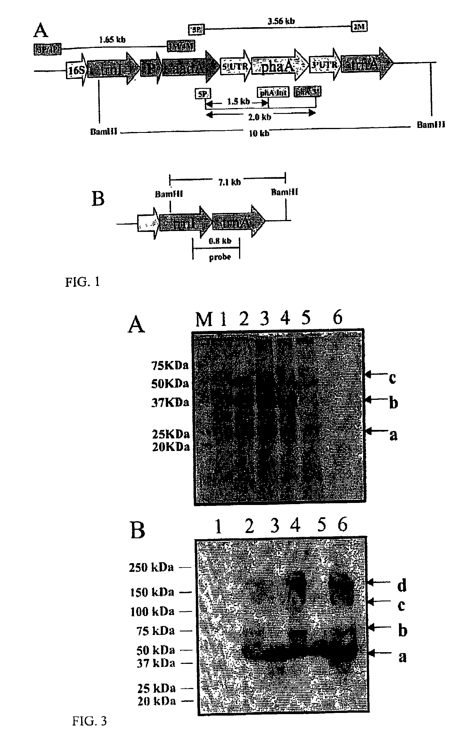 Genetic Engineering of Male Sterility in Plants