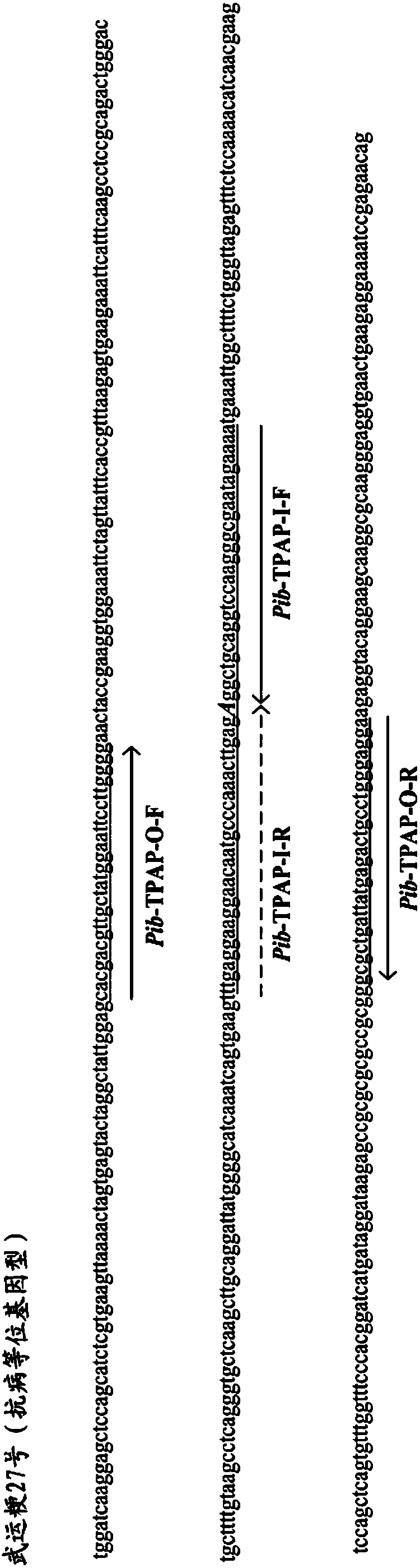 Molecular marker for identifying resistance traits of Phyricularia oryzae, identification method and application