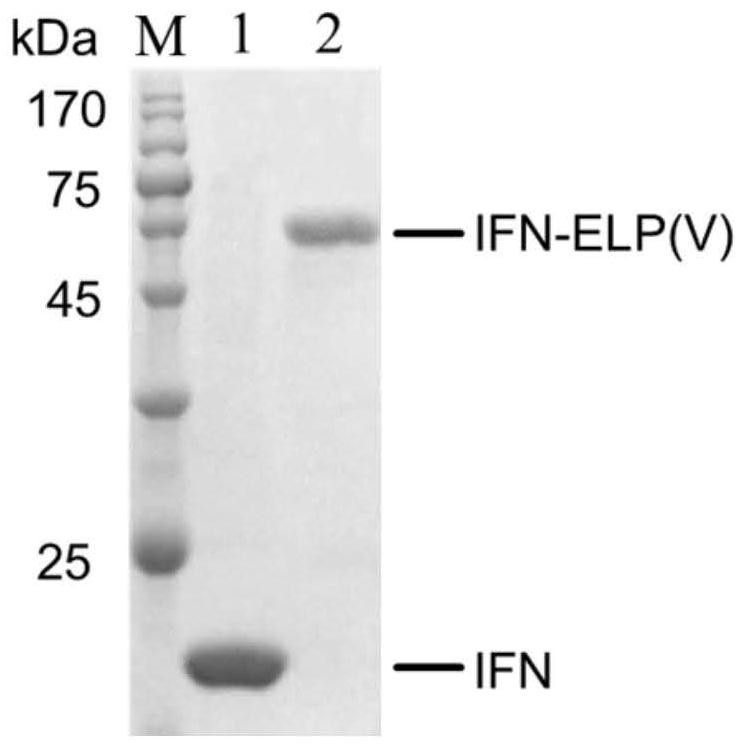 Application of fusion protein ifn-elp (v) in the preparation of drugs for preventing or treating glioblastoma