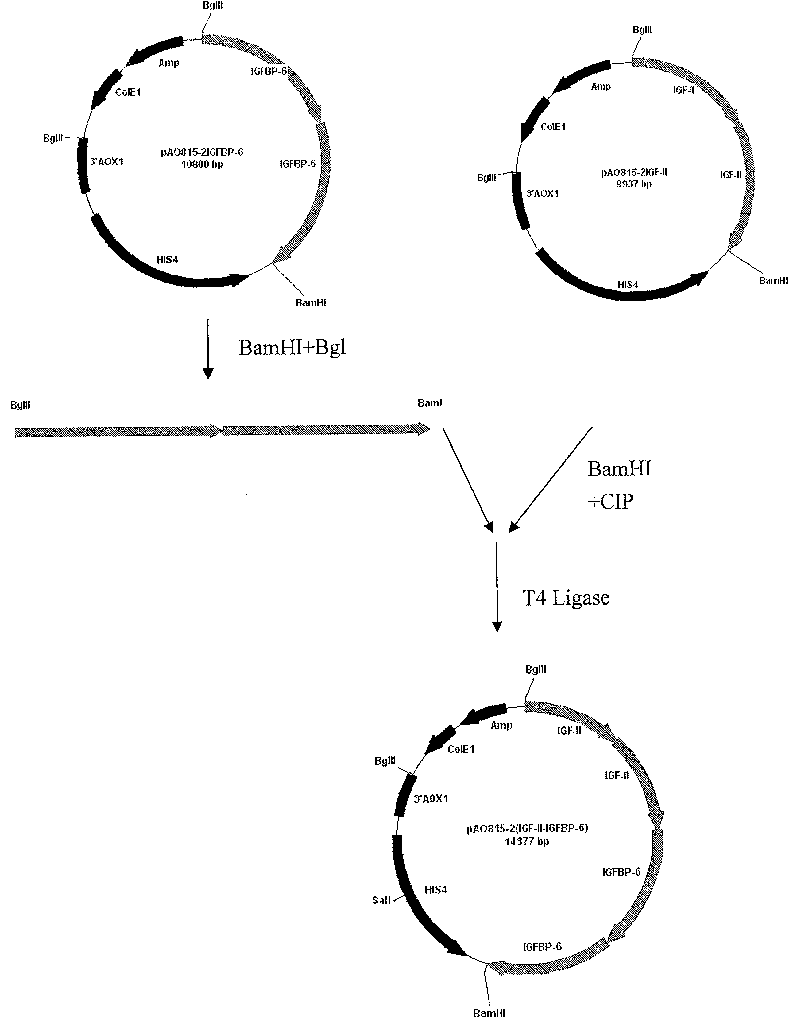 Preparation method of activated insulin-like growth factor-II mediated by insulin-like growth factor binding protein-6