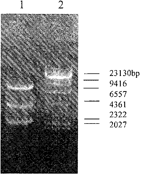 Preparation method of activated insulin-like growth factor-II mediated by insulin-like growth factor binding protein-6