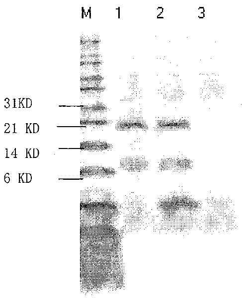 Preparation method of activated insulin-like growth factor-II mediated by insulin-like growth factor binding protein-6
