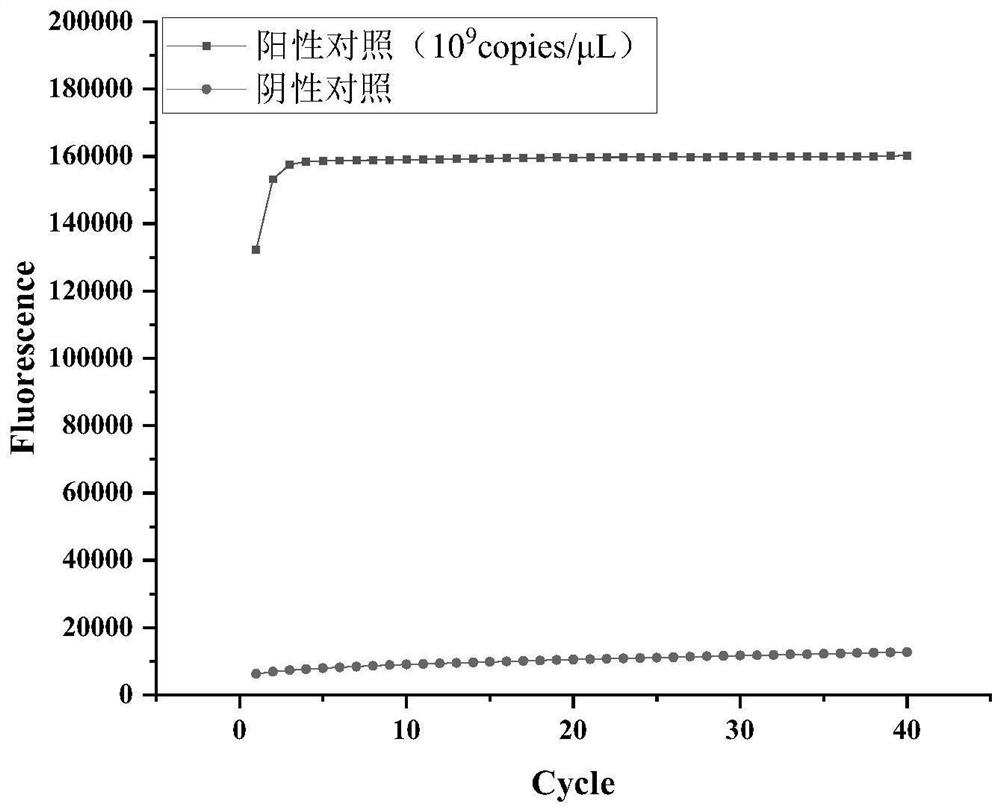 CRISPR-Cas13a isothermal detection primer group for detecting Taura syndrome virus and application of CRISPR-Cas13a isothermal detection primer group