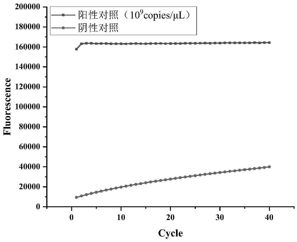 CRISPR-Cas13a isothermal detection primer group for detecting Taura syndrome virus and application of CRISPR-Cas13a isothermal detection primer group