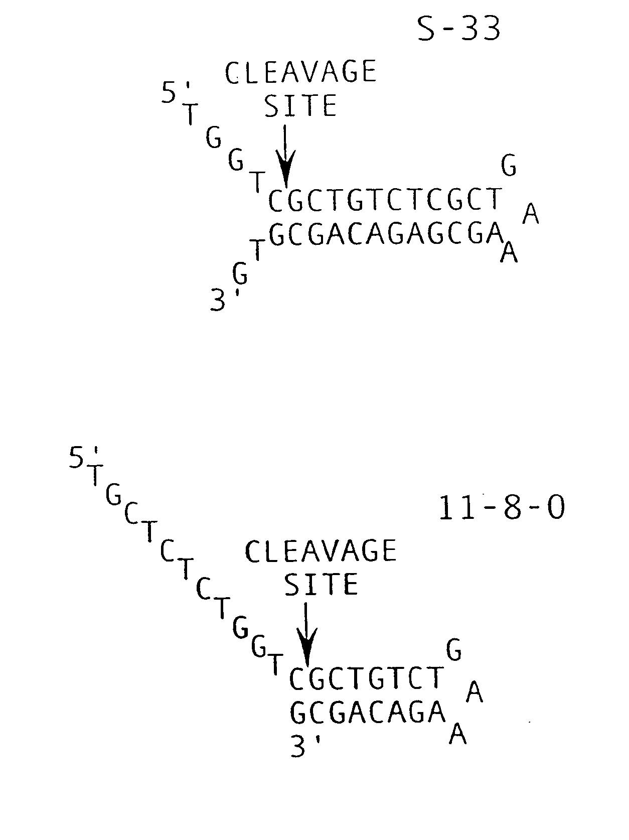 Nucleic acid detection compositions