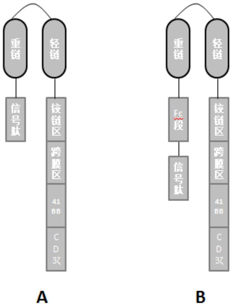 Chimeric antigen receptor (CAR) and application thereof