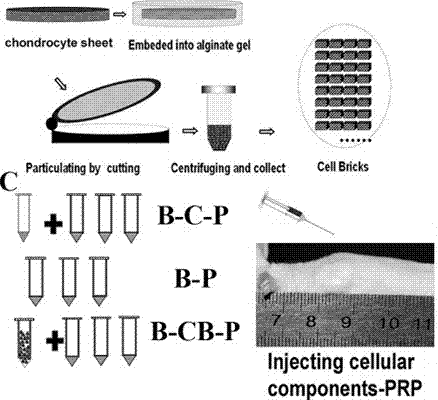 Method for obtaining tissue-engineered cartilage by directional induction of bone marrow mesenchymal stem cells