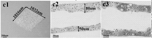 Method for obtaining tissue-engineered cartilage by directional induction of bone marrow mesenchymal stem cells