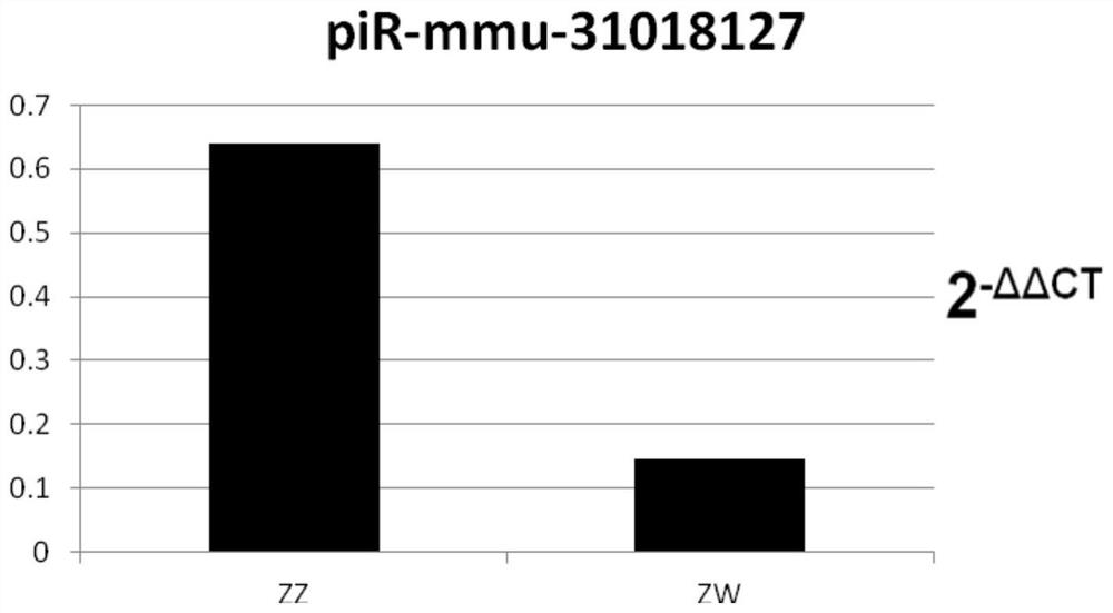 Application of pir-mmu-31018127 exosomes in tongue sole