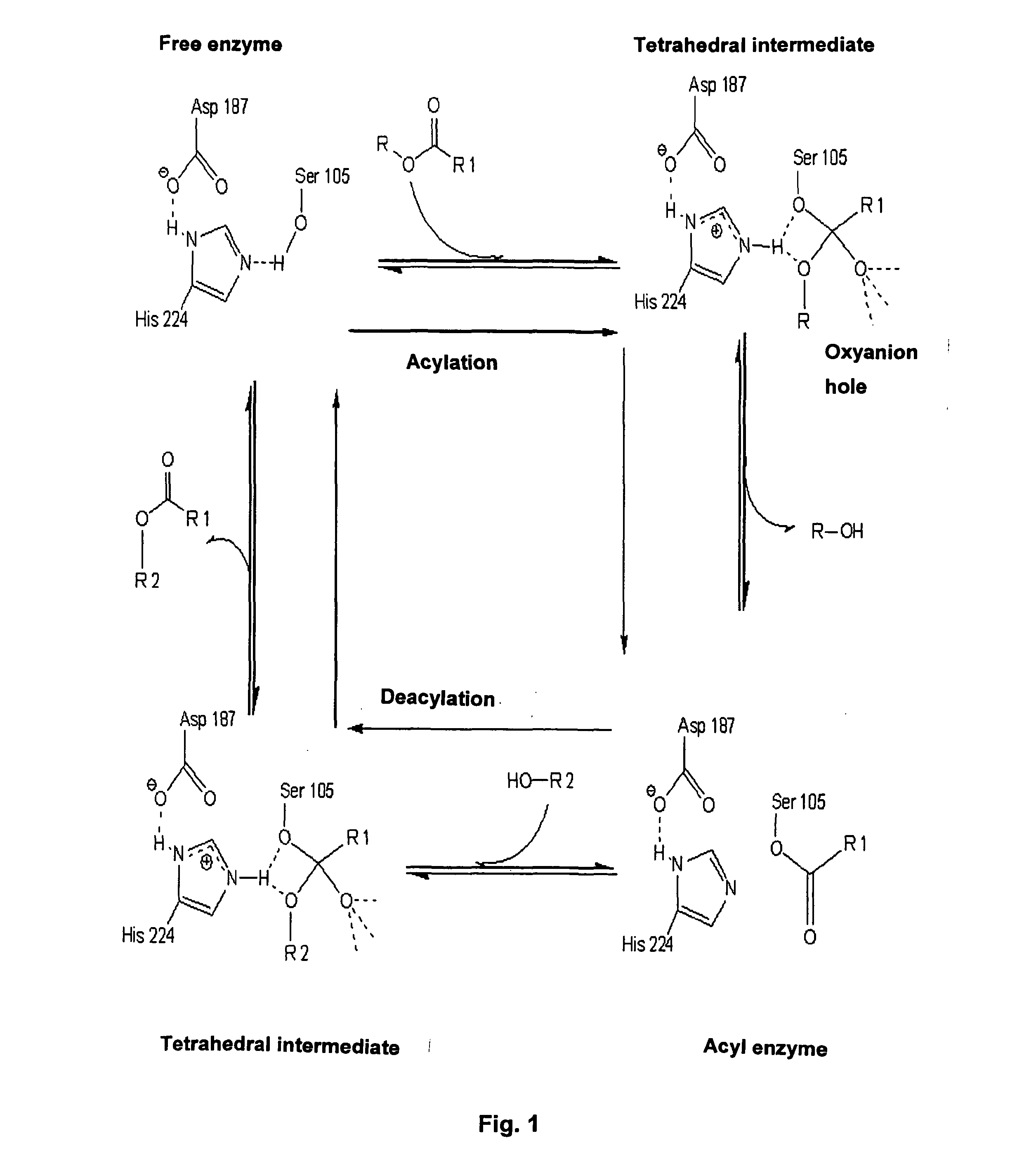 Enzymatically catalyzed method of preparing mono-acylated polyols