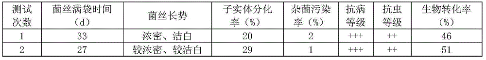 Method for cultivating phoenix mushroom with mulberry twigs