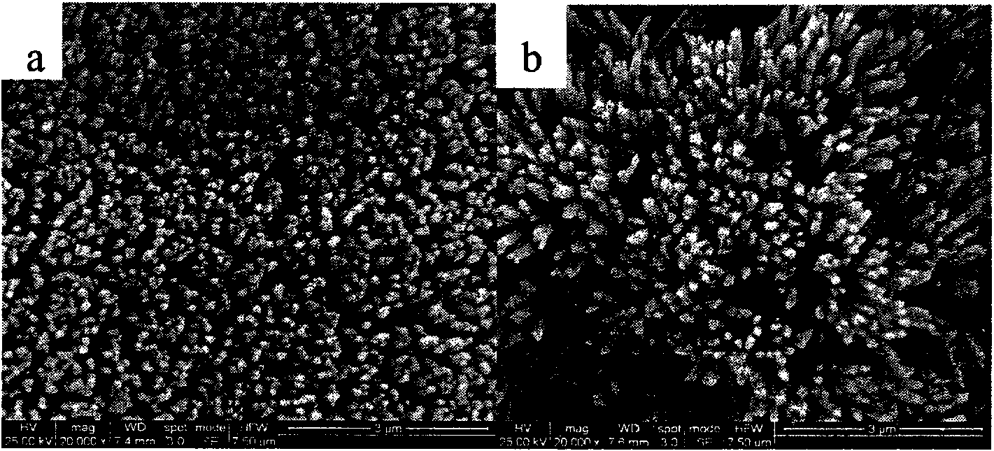 Rutile TiO2 nanowire array synthesized by soft chemistry and hydrothermal technology and preparation method thereof