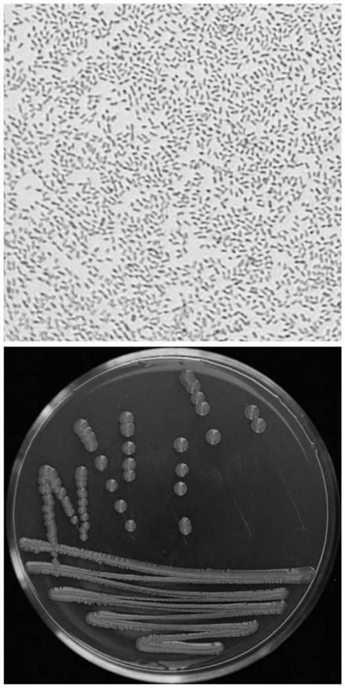 Sphingobacterium Canadae SC202103 strain for degrading alpha-solanine and application of spingobacterium Canadae SC202103 strain