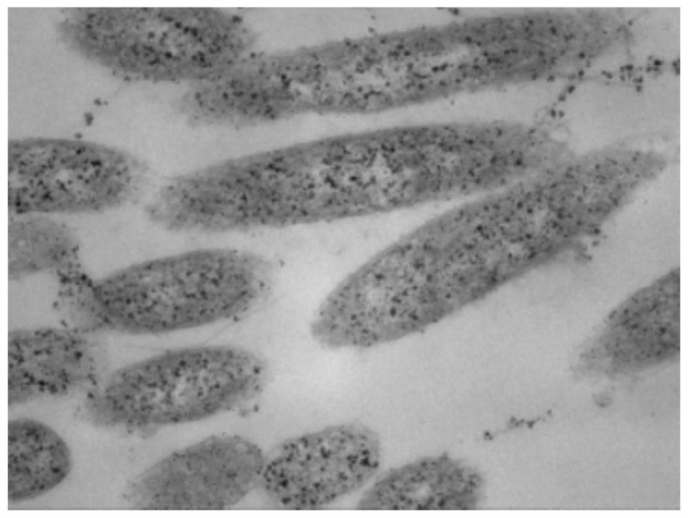 Bacillus longum lysinus, microbial agent, biocontrol agent, preparation method and application thereof