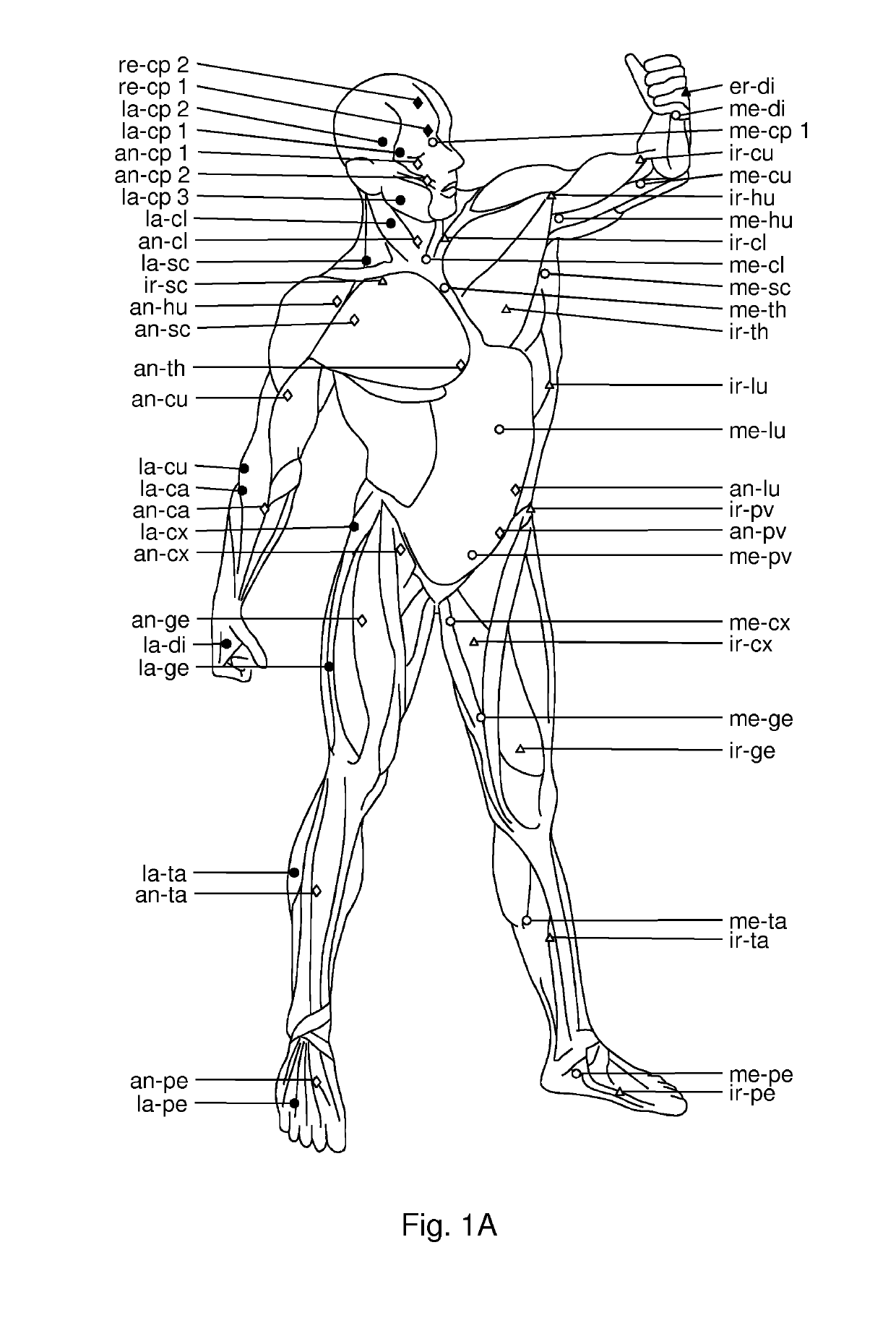 Use of hyaluronidase for treatment of muscle stiffness