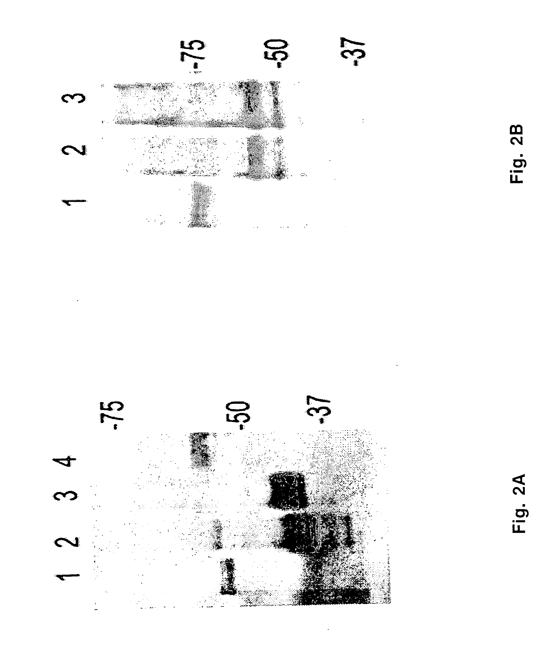 P153 and P156 antigens for the immunodiagnosis of canine and human ehrlichioses and uses thereof