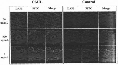 System for promoting permeation of active ingredients into skin