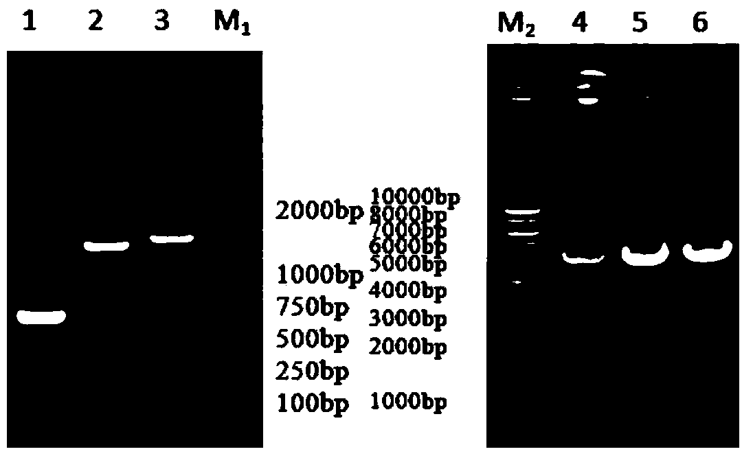 Recombinant protein subunit vaccine for resisting porcine circovirus serotype 2