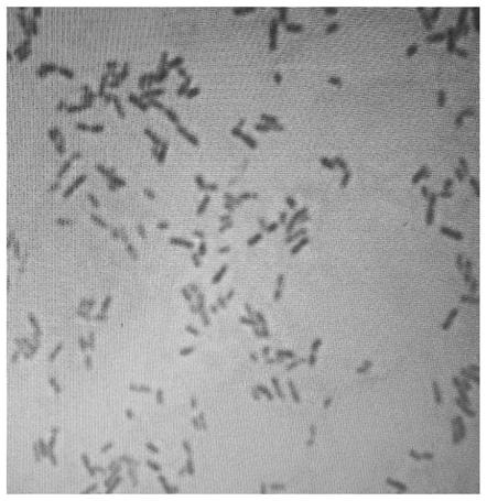 Low-temperature cellulose degrading bacterium