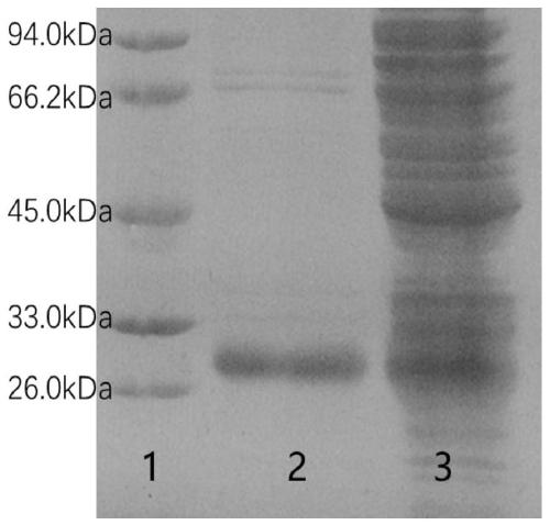 Human recombinant interferon fusion gene obtained based on gene modification, fusion protein and preparation method thereof