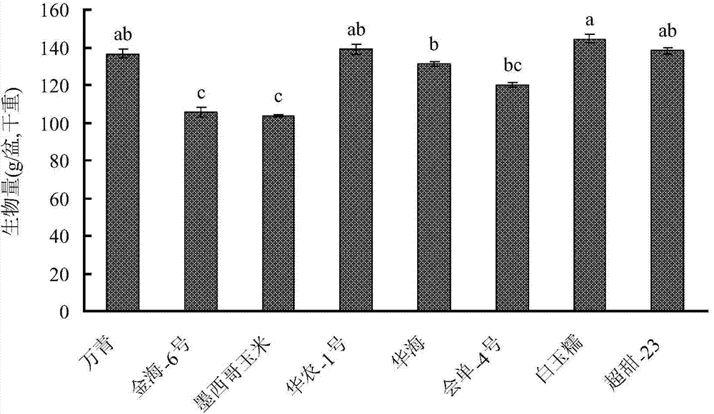 Phytoremediation method for soil polluted by phthalic acid ester