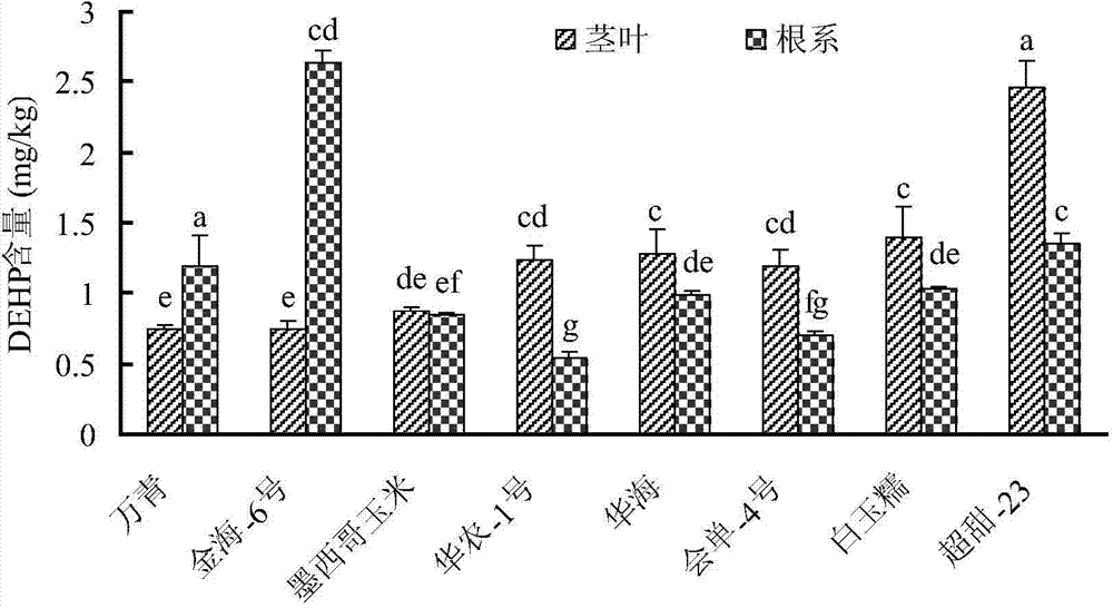 Phytoremediation method for soil polluted by phthalic acid ester
