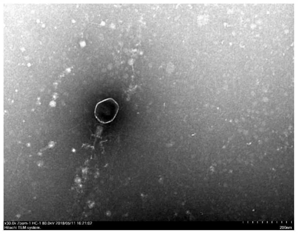 A kind of phage composition and its application in preventing and treating chicken oviduct inflammation