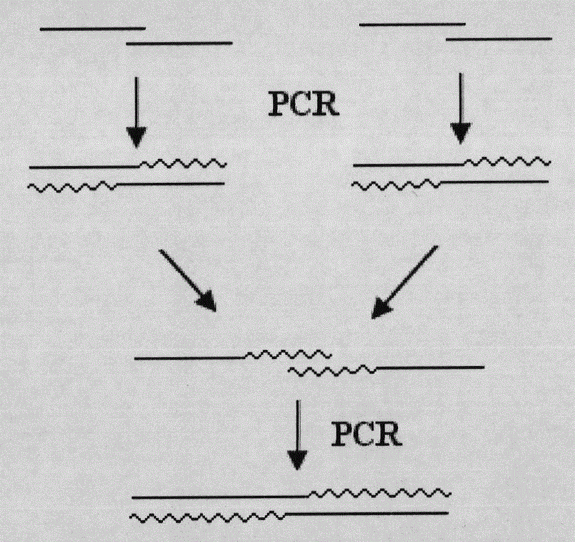 Mutant Alfimeprase engineering strain, and preparation method and applications thereof