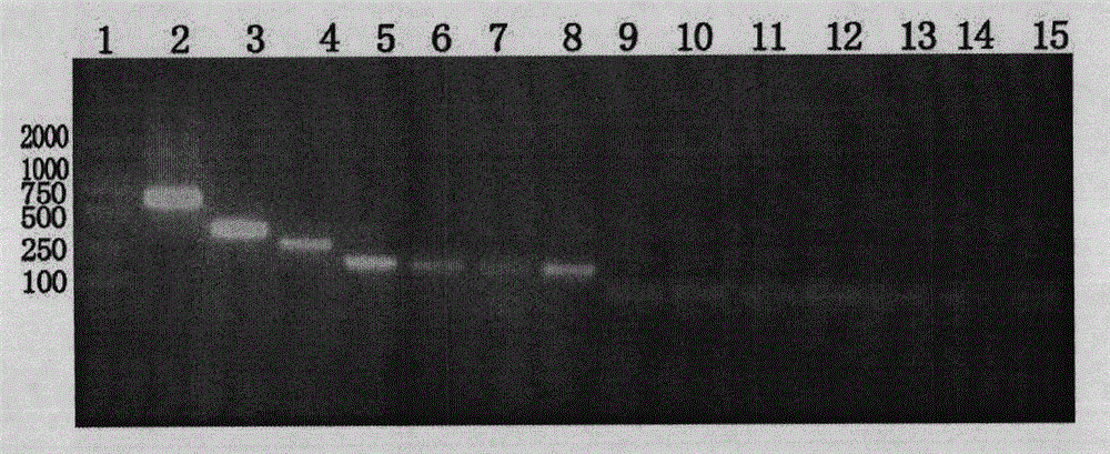 Mutant Alfimeprase engineering strain, and preparation method and applications thereof