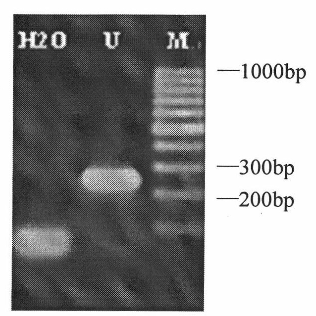 Efficient stable indoor inoculation method for Ustilaginoidea virens and special strain