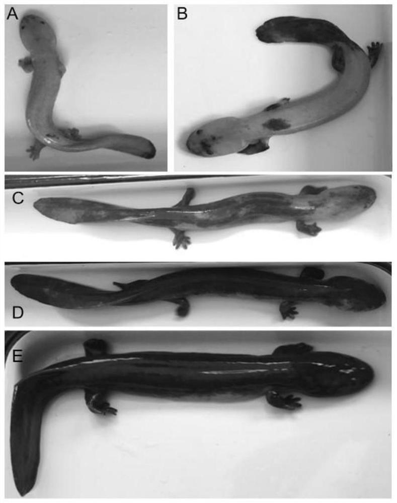 Application of molecular marker based on TYRP1 gene in giant salamander body color breeding