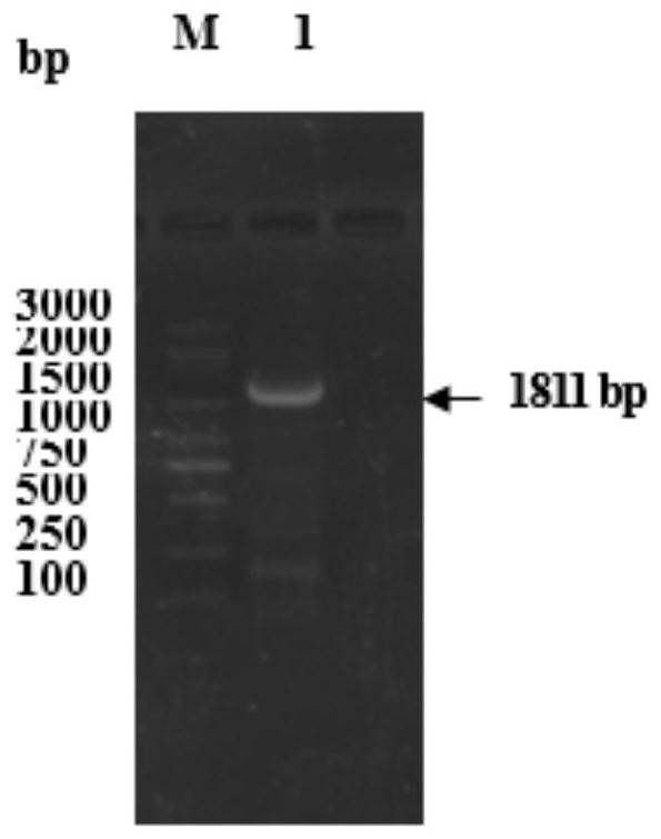 Application of molecular marker based on TYRP1 gene in giant salamander body color breeding