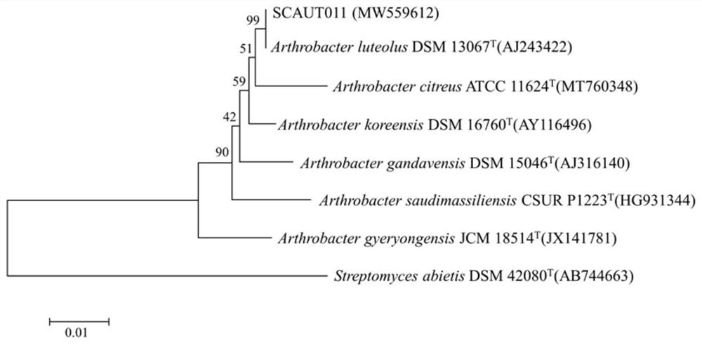 Actinomycete strain SCAUT011 and application thereof