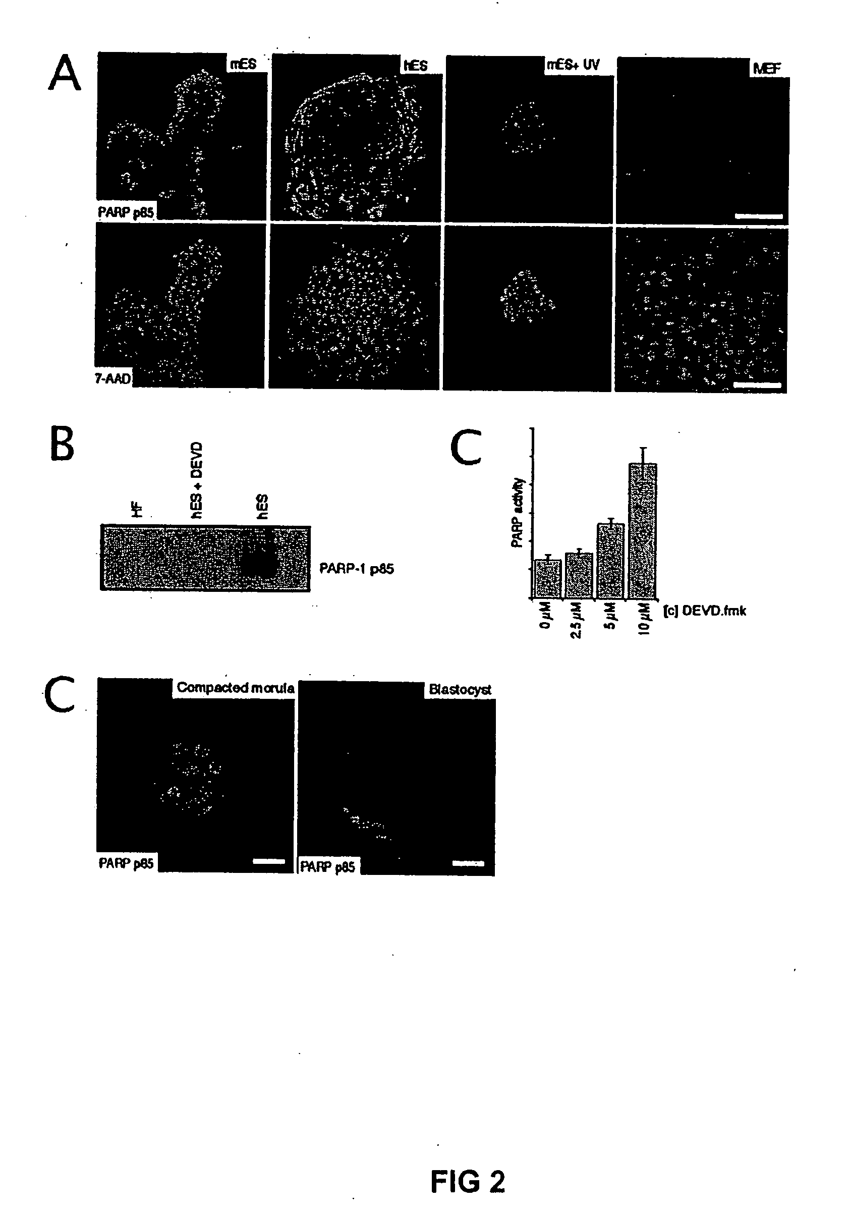Differentiation of pluripotent embryonic stem cells