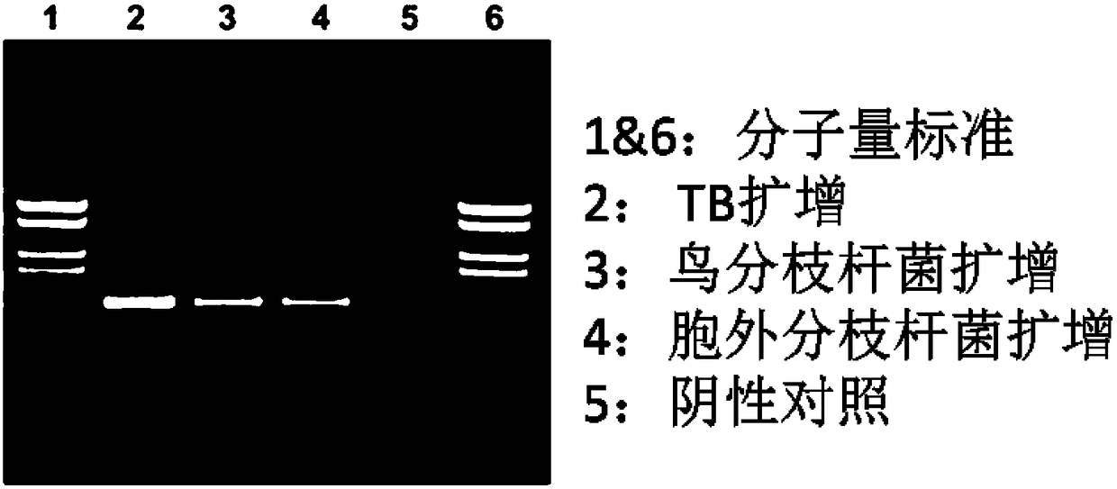 Hybrid membrane strip for mycobacterium tuberculosis complex and avian-extracellular mycobacterium complex and detection kit