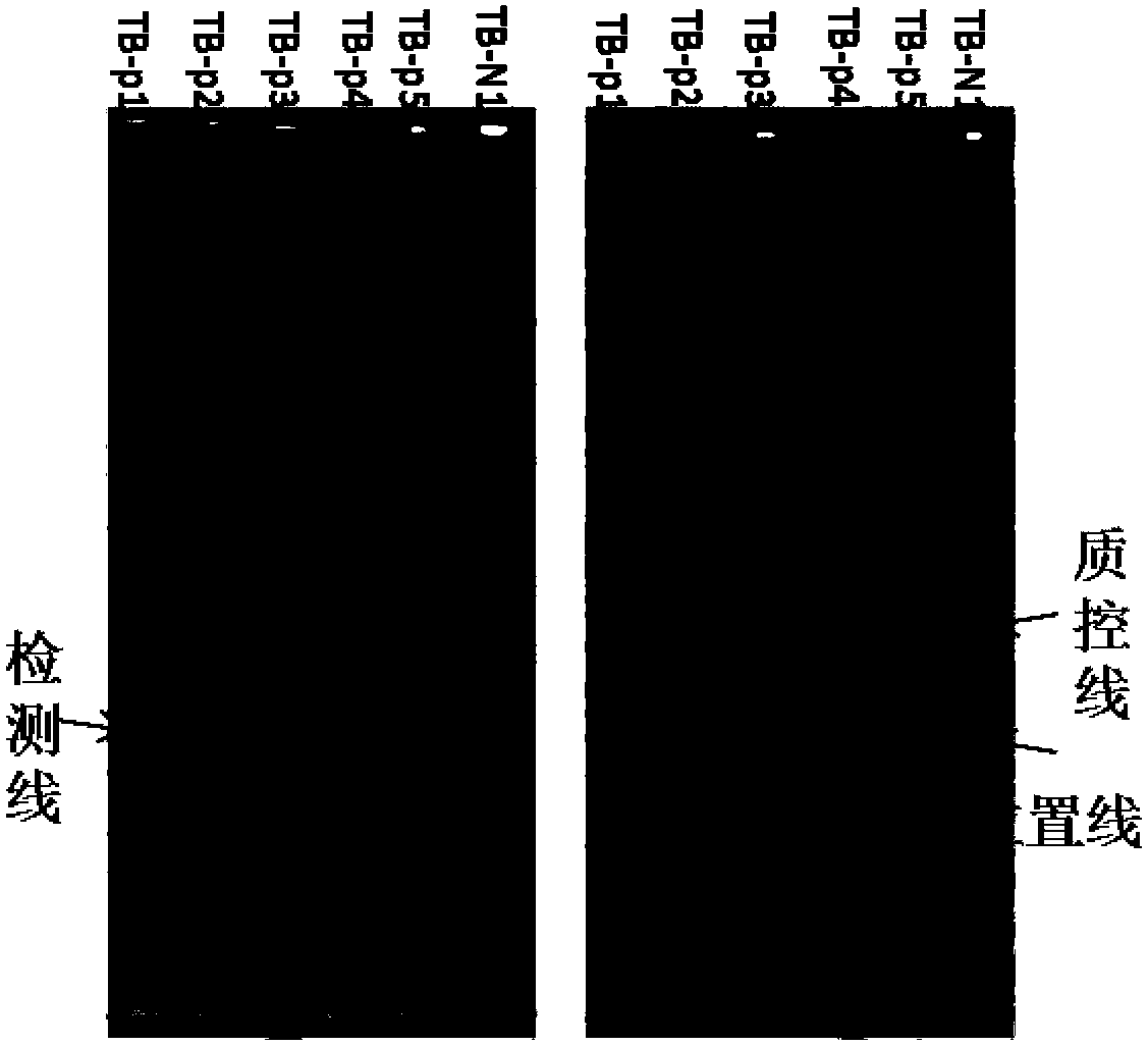 Hybrid membrane strip for mycobacterium tuberculosis complex and avian-extracellular mycobacterium complex and detection kit