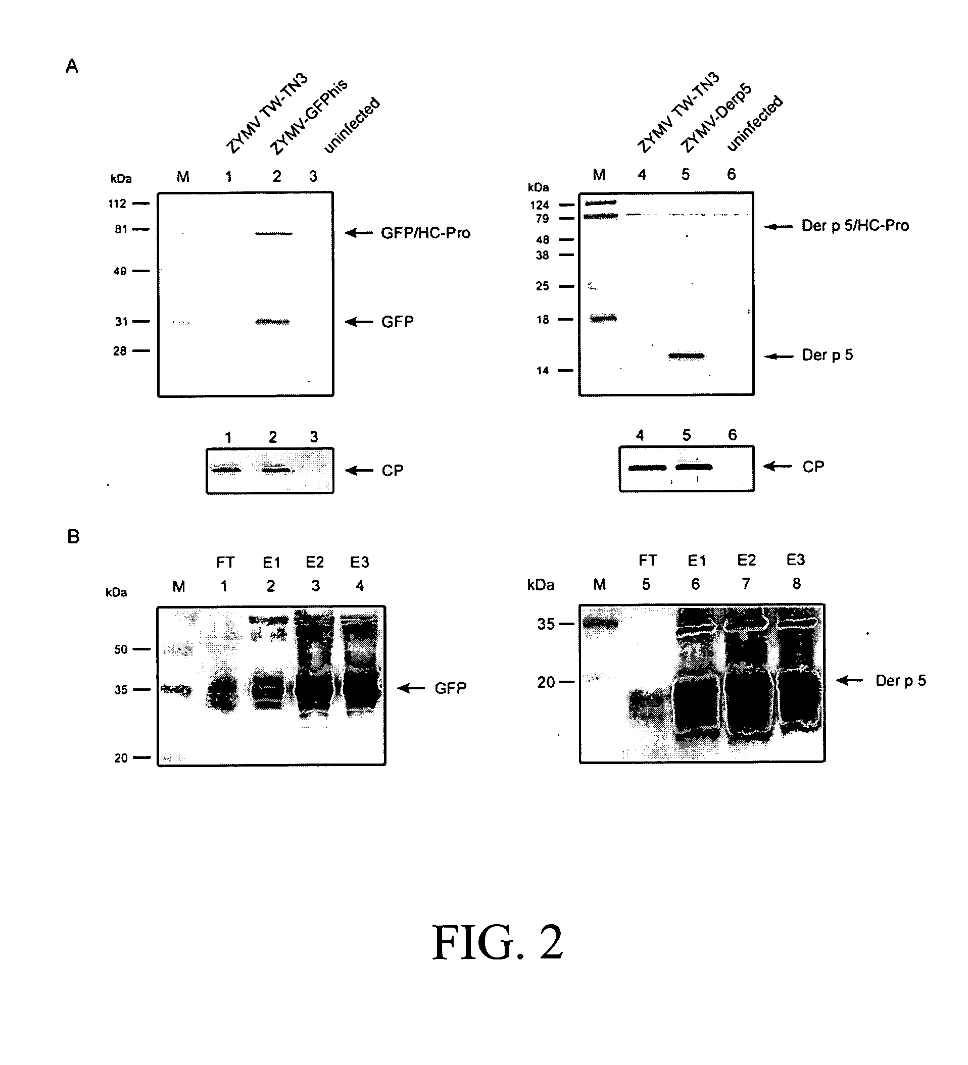 Process for producing dust mite allergen